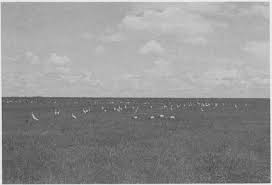 Image result for Tristachya lualabaensis