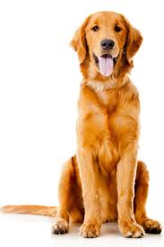 Beautiful Dog Sitting Down Isolated Over A White Background Goldenretriever Dogs Golden Retriever Golden Retriever Dog Sitting