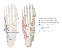 Symptoms of a torn ligament in the foot. The Leg Ankle And Foot Amboss