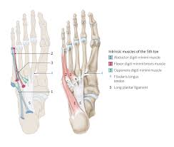 Attaches the calf muscle to the heel bone. The Leg Ankle And Foot Amboss