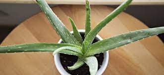 We did not find results for: How To Transplant Aloe Vera Separate Pups Better Gardener S Guide