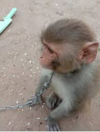 Female 6 month Baby Monkey