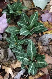 Image result for Goodyera