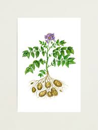 Image result for Solanum tuberosum