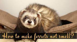 Let's discuss the ways in detail. How To Get Rid Of Ferret Odor In Room Tips To Remove Ferret Smell