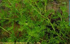 Image result for Coronopus didymus