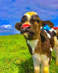 Search free indie kid wallpapers on zedge and personalize your phone to suit you. Cute Cow In 2020 Cute Cows Cute Baby Cow Cute Animal Photos