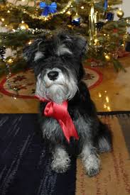 Santas Little Helper Schnauzer Mini Schnauzer Santa S Little Helper
