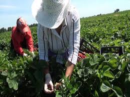 Intră acum și găsește toate locurile de muncă sau publica anununturi cu oferte si cereri de locuri munca. O Mie De Locuri De MuncÄƒ La Cules CÄƒpsuni In Spania Si Olanda Disponibile Pentru Romani È™tiri Din Bucovina