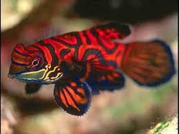 These realistic gobi fish can be customized as gifts. Aqua Culture Dragonette How To Train Your Mandarin Goby To Eat Froozen Food Youtube