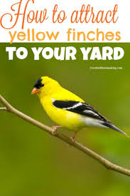 Don't forget that birds rely on plants to survive, either for the seeds as food, or for shelter to nest. How To Attract Finches Yellow Finch Finch How To Attract Birds