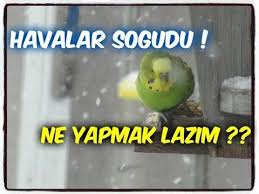 havalar sogudu muhabbet kuslarimiz icin alacagimiz tedbirler nelerdir muhabbet kuslari kus veterinerler
