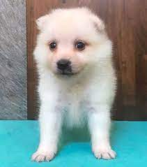 Ziggy Japanese Spitz Puppies Ziggy