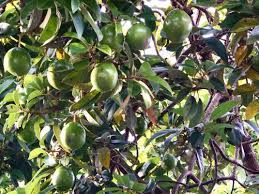 Definitely seeing a lot of pictures of this. Tips For Growing An Avocado Tree