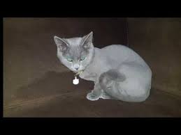 British Shorthair Tuy Kesimi Kedimizi Tras Ettirdik Youtube