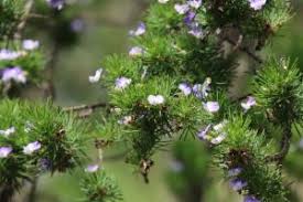 Image result for Psoralea arborea