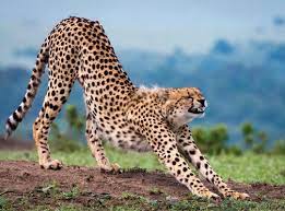 Pin By Dennis Foulke On Cheetahs Funny Animal Pictures Animals Beautiful Wild Cats