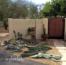 The star cactus (astrophytum asterias) is a spineless cactus in the cactaceae family. New Cactus Cutting Finds A Home Azplantlady Com
