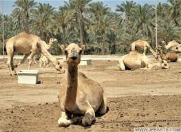 Located in abu dhabi, this camilk farm is. Royal Camel Farm In Bahrain Best Photos And Videos