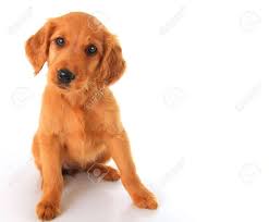 Red golden retriever puppies at three months old, puppies are ready to meet their future family, as they will begin to socialize with humans at that point. A Golden Irish Red Retriever Puppy Stock Photo Picture And Royalty Free Image Image 19877804