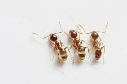 Addobbi Di Natale Di Design I Piu Belli Formiche Eliminare Le Formiche Rimedi Naturali