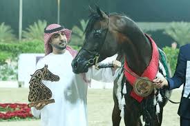 عجمان و دبي و البداير و الزبير أبطال الشارقة للجواد العربي الإنتاج المحلي في نسخته الـ14 النتائج النهائية arabian horse horses arabians