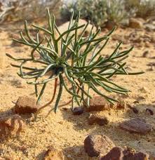 Image result for Eriospermum