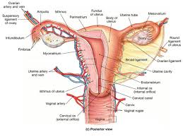 A pelvic ultrasound allows quick visualization of the female pelvic organs and structures including the uterus, cervix, vagina, fallopian tubes and ovaries. Module 5 Pelvis Imaging