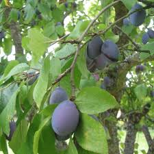 Arbre Prunier Quetsche D Alsace 8m Prunier Planter Des Fleurs Quetsche