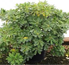 Image result for Pittosporum