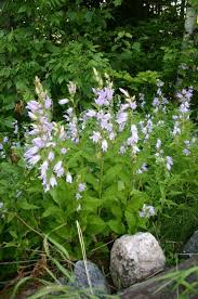 These campanula latifolia are usually call bluebells, for the shape of their flowers. Campanula Latifolia Giant Bellflower Go Botany