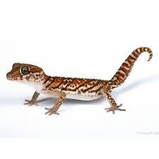 Maybe you would like to learn more about one of these? Pet Reptiles For Sale Snakes Geckos Turtles More Petsmart Reptiles Pet Gecko Pets