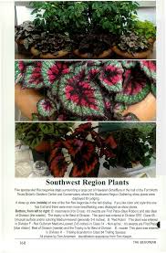 Image result for Begonia poculifera