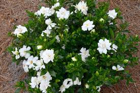 Image result for Gardenia