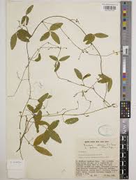 Image result for Vigna subterranea