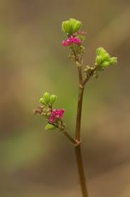 Image result for Boerhavia diffusa