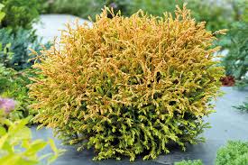 Image result for didymascella thujina