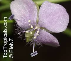 Image result for Murdannia simplex