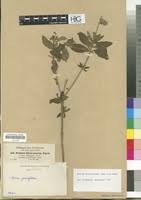 Image result for Ocimum filamentosum