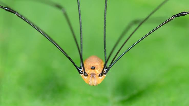 Daddy Longlegs Won't Kill You - Cool Green Science