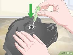 Maybe you would like to learn more about one of these? 3 Ways To Treat Dog Conjunctivitis Wikihow Pet