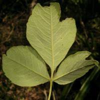 Image result for Searsia natalensis