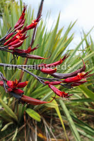 Image result for Dipsacus pinnatifidus