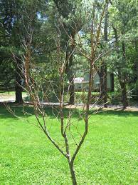 We did not find results for: Why Did My Japanese Maple Not Leaf Out This Spring 398556 Ask Extension