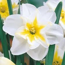 Pin On Bulbs