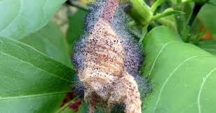 Image result for Botrytis cinerea