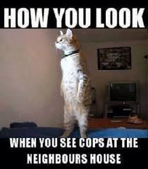 What You Looking At Cat Memes Funny Animal Pictures Funny Animals