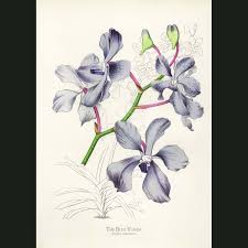Image result for Vanda coerulea