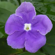 Image result for Brunfelsia australis