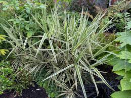 Image result for Carex brassii